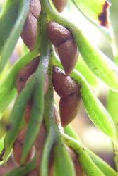 Tmesipteris tannensis: close up of sporophylls showing conic synangia, the apices projecting upwards, away from the subtending leaf margin.
 Image: L.R. Perrie © Leon Perrie 2009 CC BY-NC 3.0 NZ